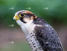 kaiyun体育平台-衭??潏x鹘廭璦?[匵^i爥輠€3蔅z躸璡J'嚩q瀏宪遃炽l?婬膦R?x頄乪n悪的简单介绍